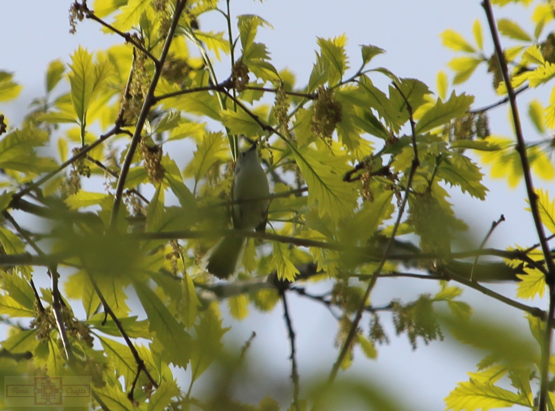 Rosie Crafts Blue-Gray Gnatcatcher Bird Photography