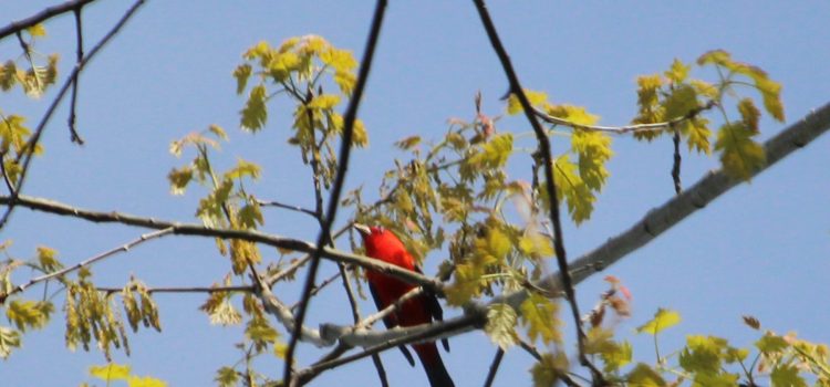 Rosie Crafts Male Scarlet Tanager Bird Photography