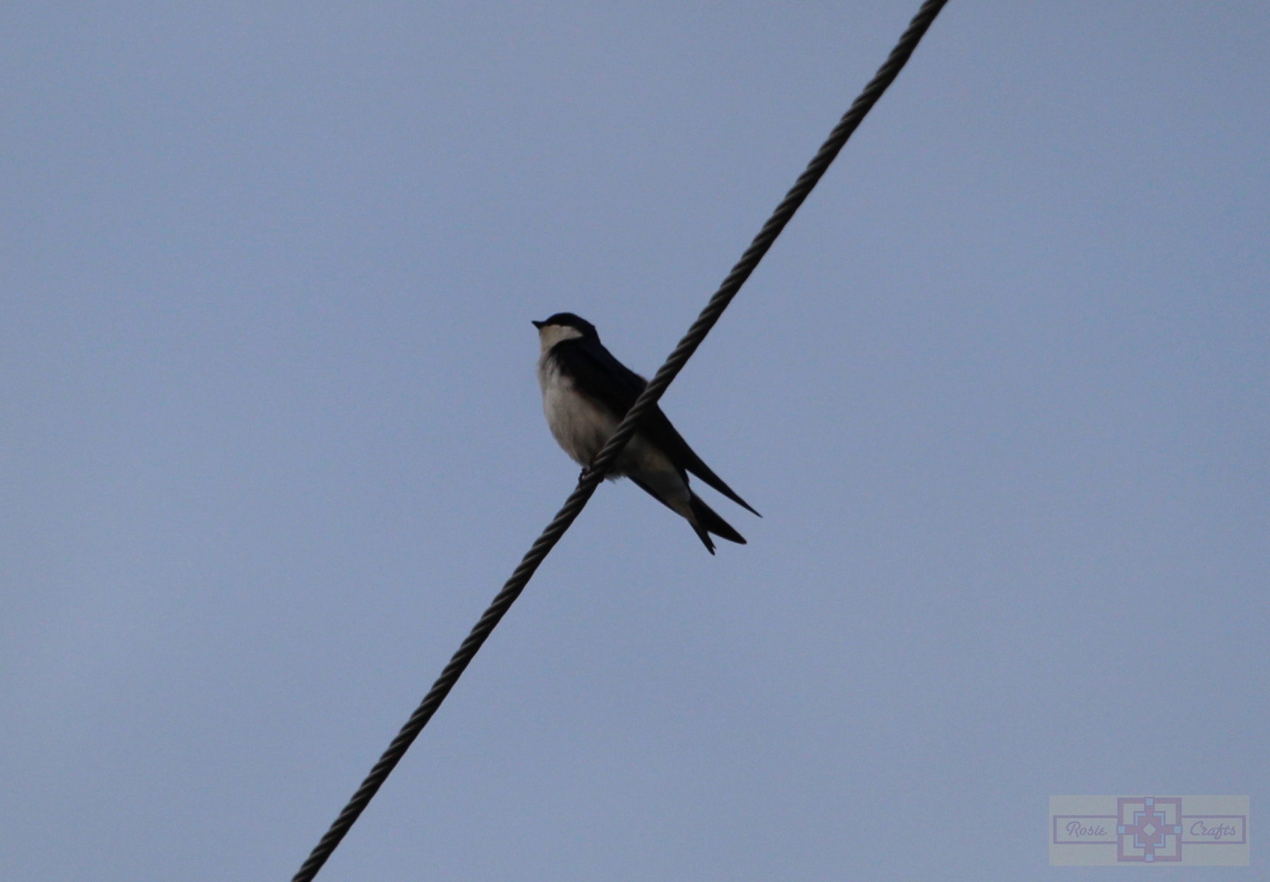 Rosie Crafts Tree Swallow Bird Photography