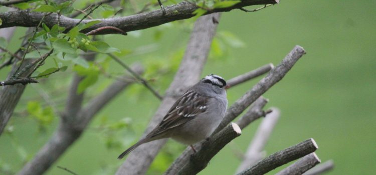 Rosie Crafts Male White Crowned Sparrow Bird Photography