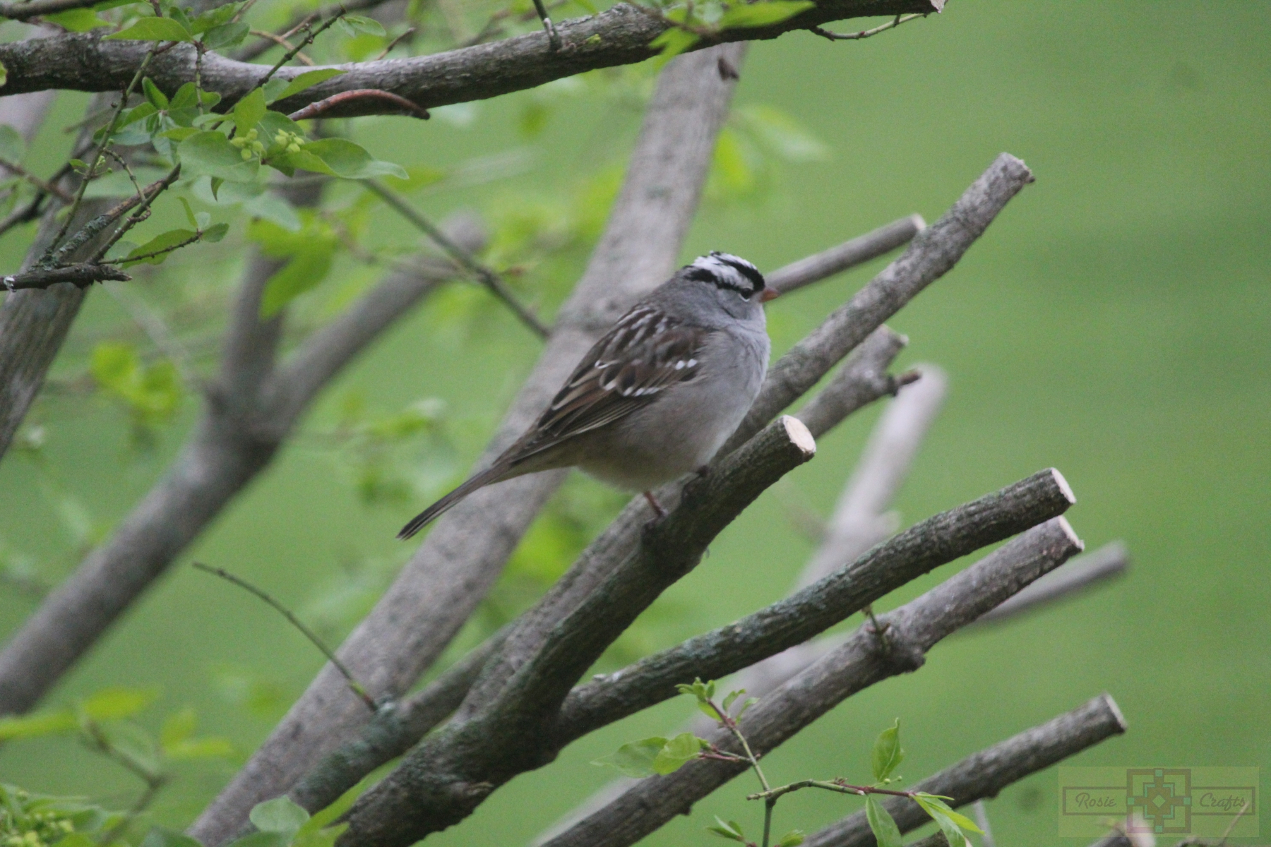 Rosie Crafts Male White Crowned Sparrow Bird Photography