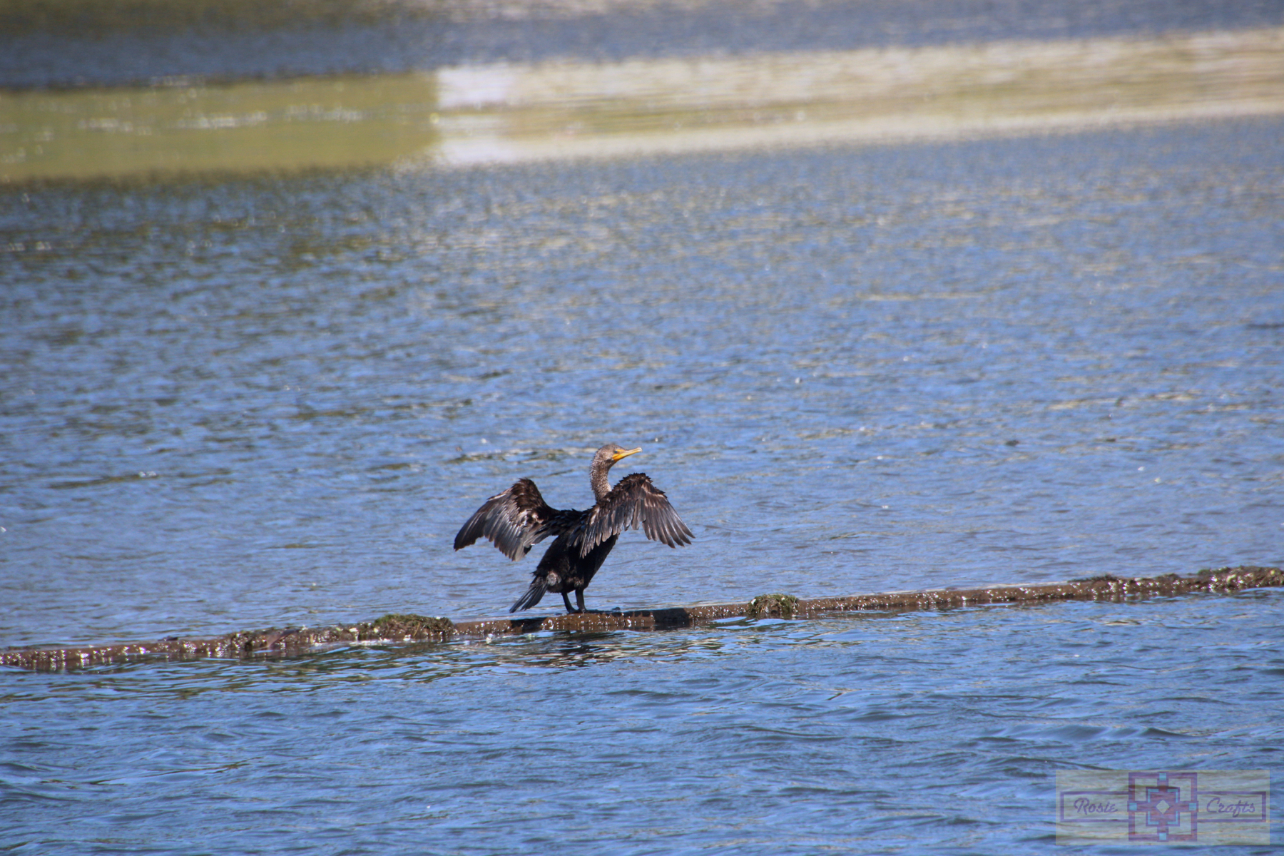 Rosie Crafts Cormorant Bird Photography