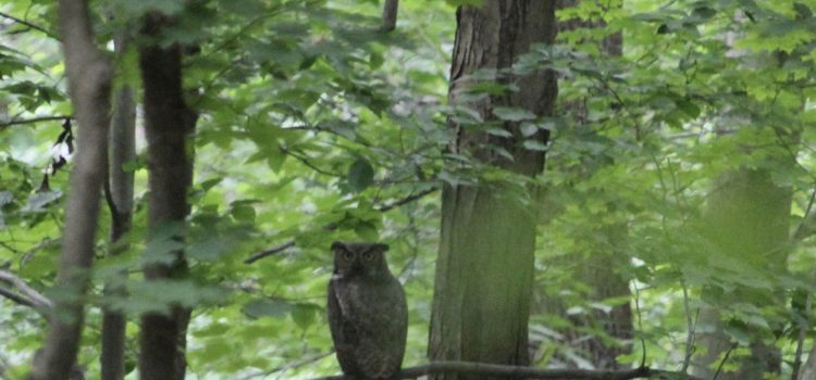 Rosie Crafts Great Horned Owl Photography