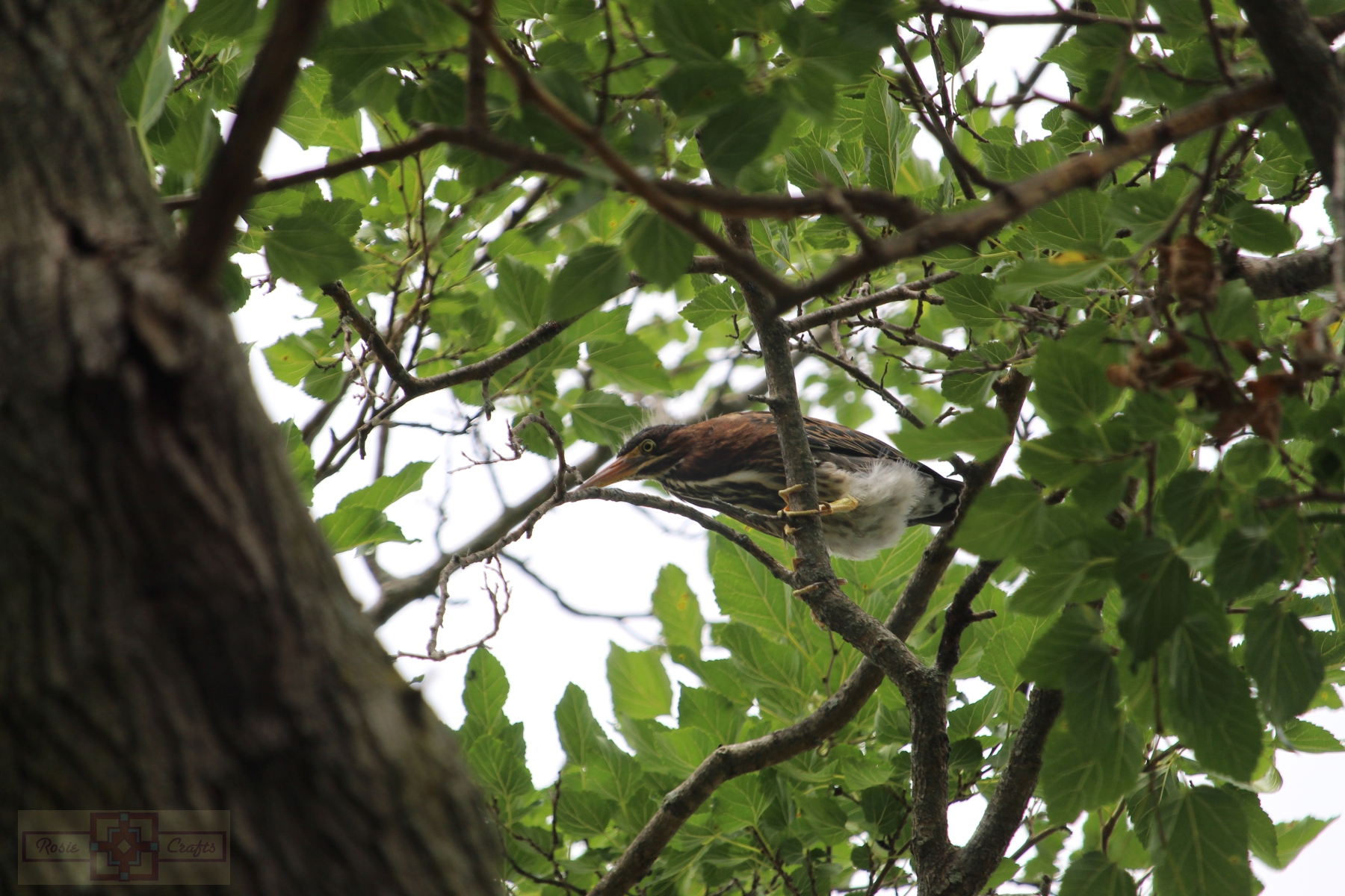 Rosie Crafts Green Heron Bird Photography