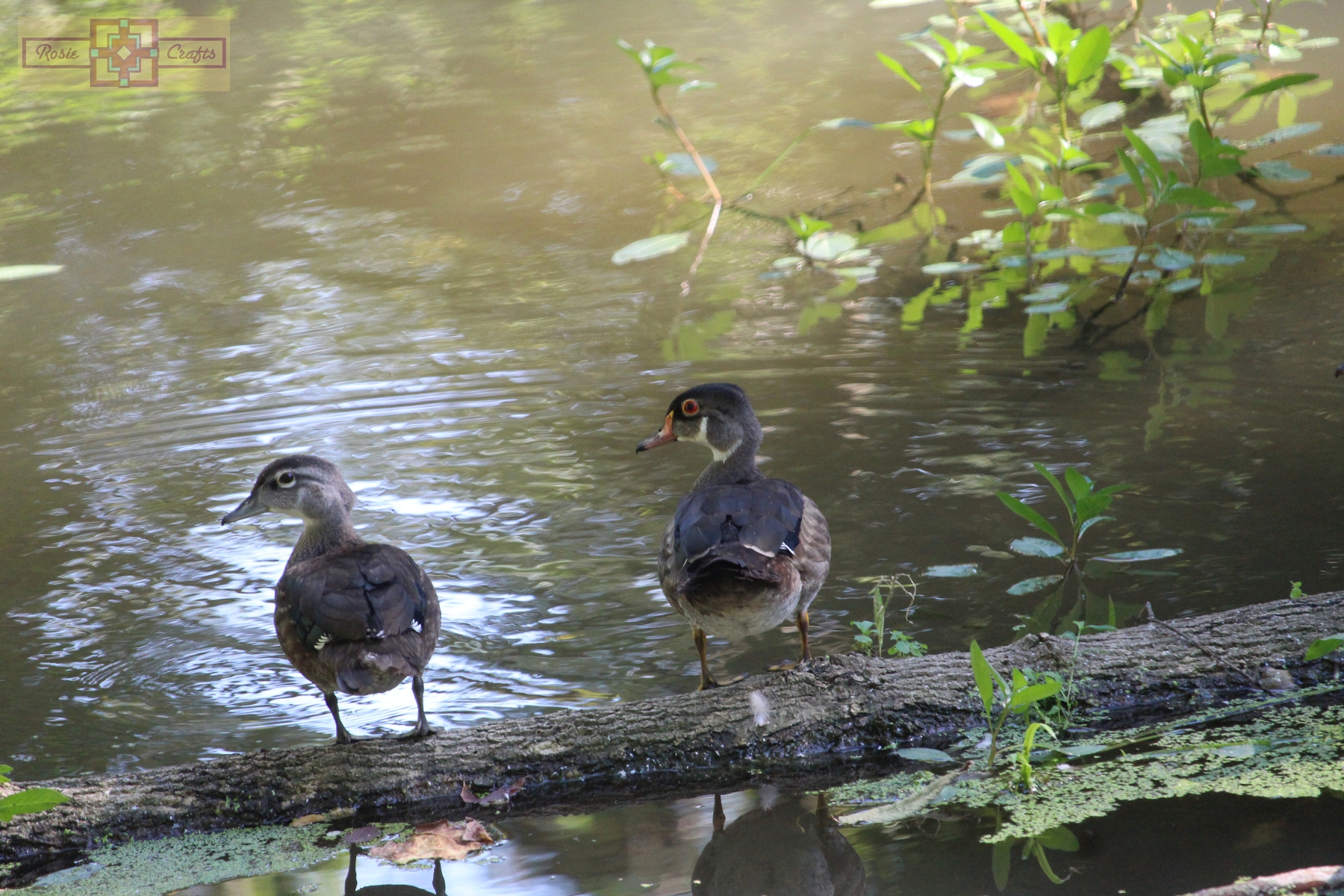 Rosie Crafts Wood Duck Photography