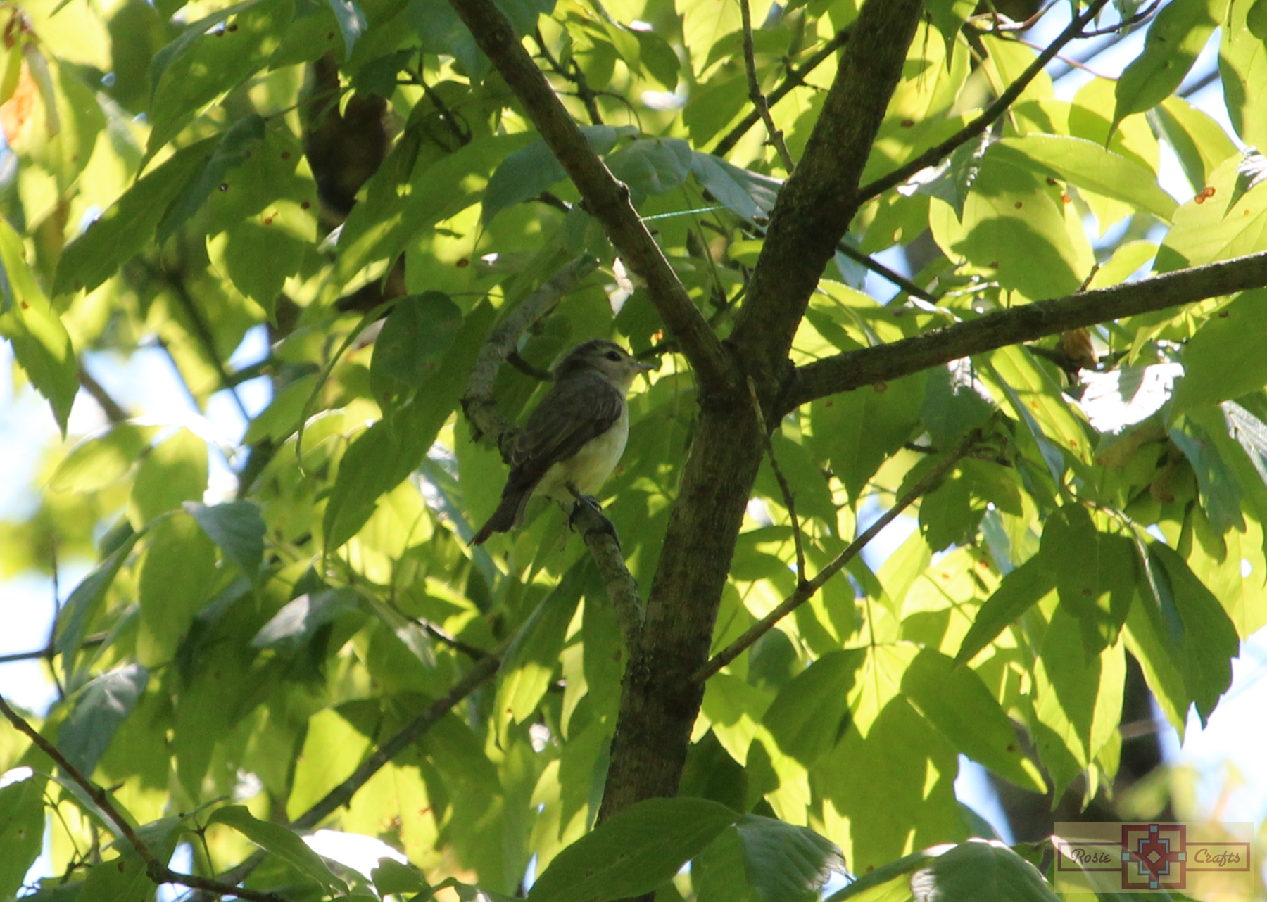 Rosie Crafts Warbling Vireo Bird Photography