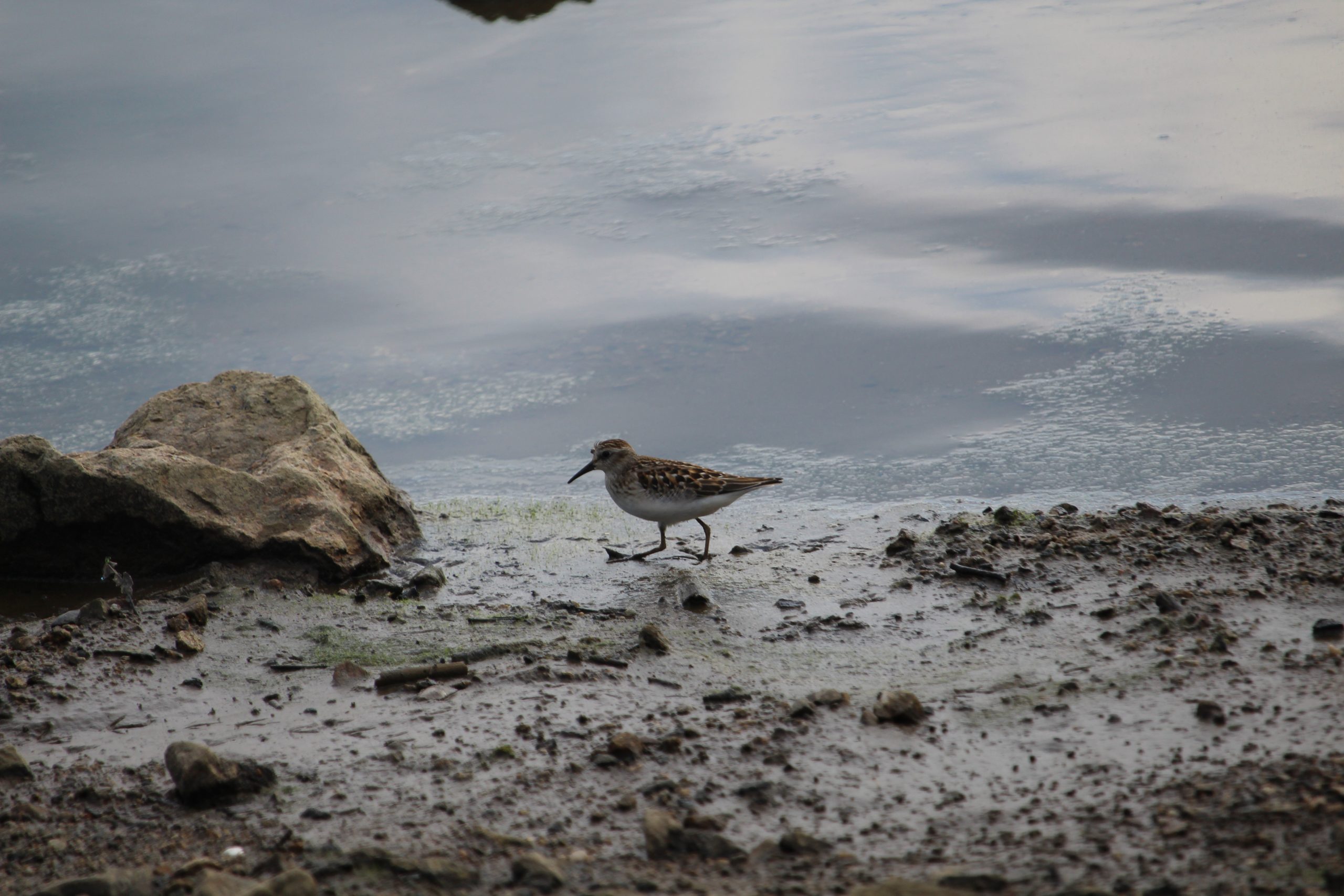 Rosie Crafts Least Sandpiper Bird Photography