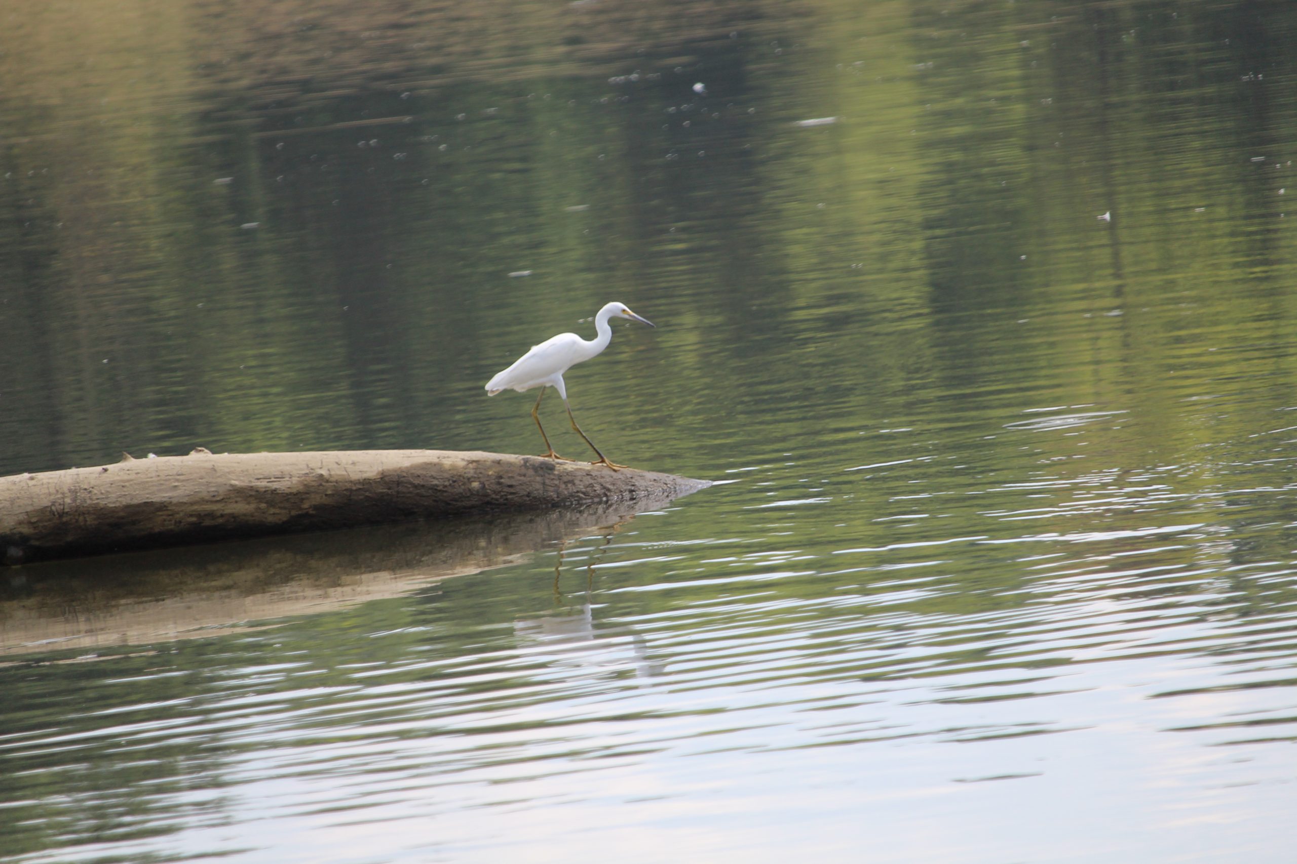 Rosie Crafts Snowy Egret Bird Photography