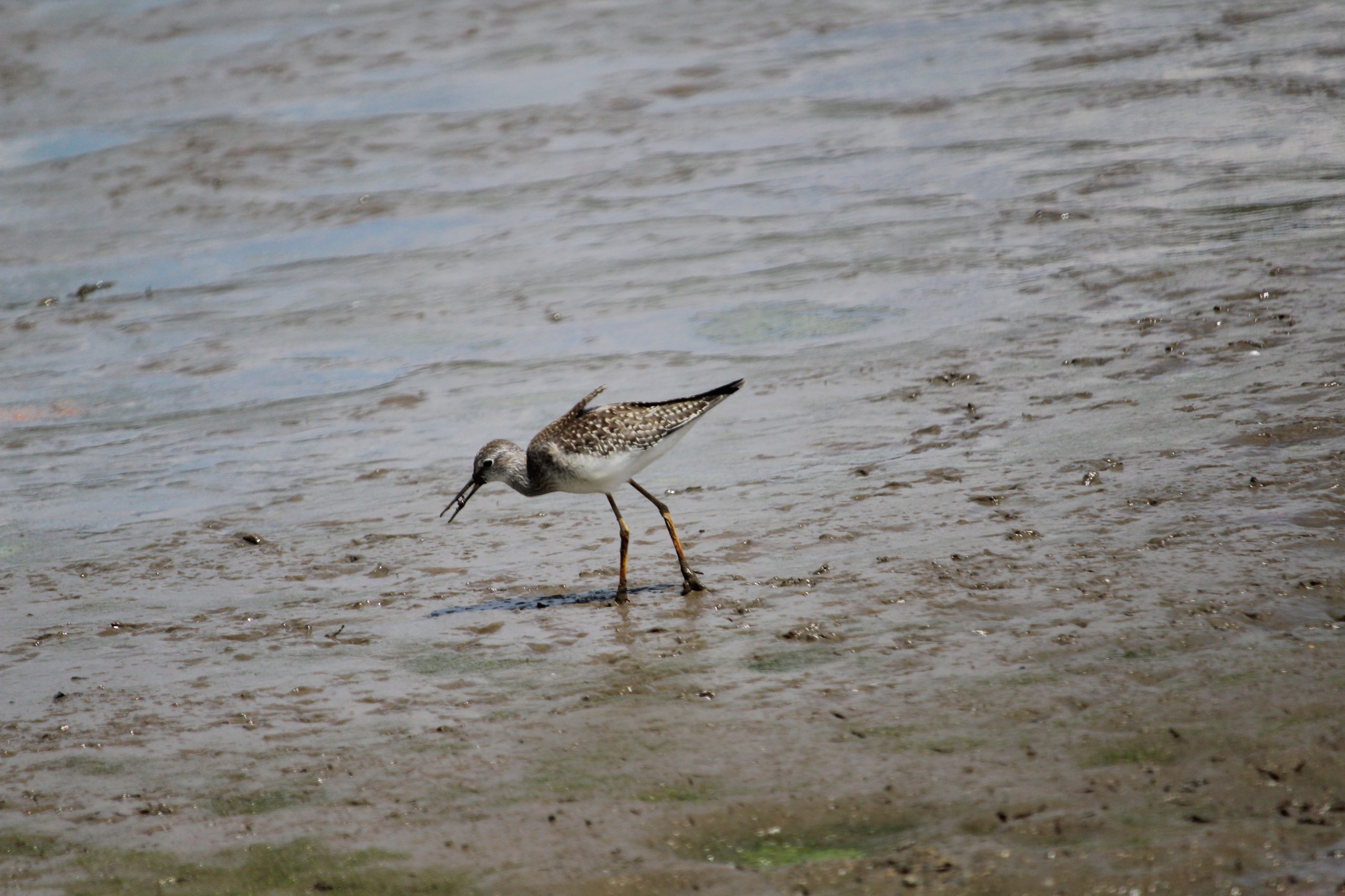 Rosie Crafts Solitary Sandpiper Bird Photography