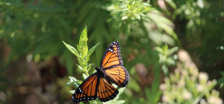 Rosie Crafts Viceroy Mimic Monarch Butterfly Photography