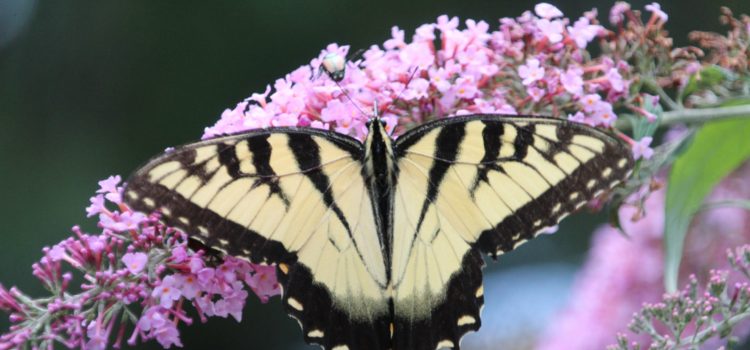 Rosie Crafts Eastern Tiger Swallowtail Butterfly Photography
