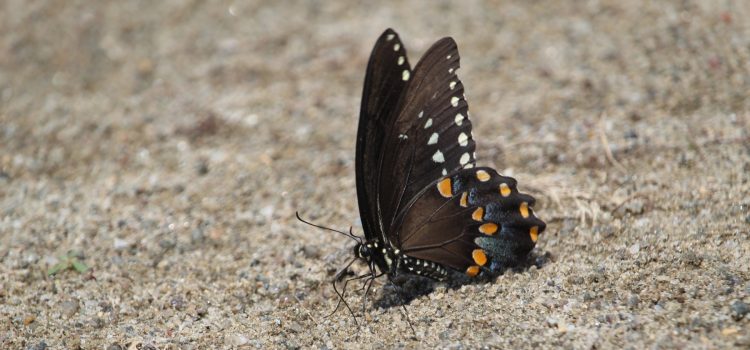Rosie Crafts Eastern Black Swallowtail Butterfly Photography