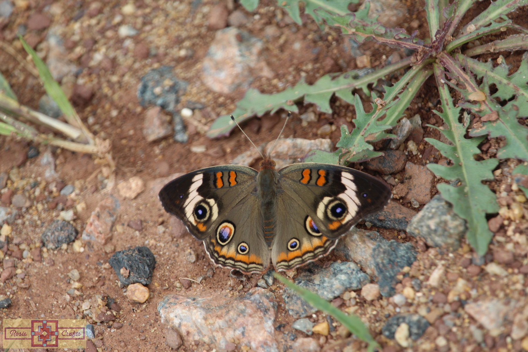 Rosie Crafts Common Buckeye Butterfly Photography