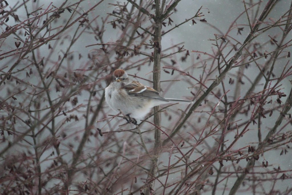 Rosie Crafts American Tree Sparrow Photography