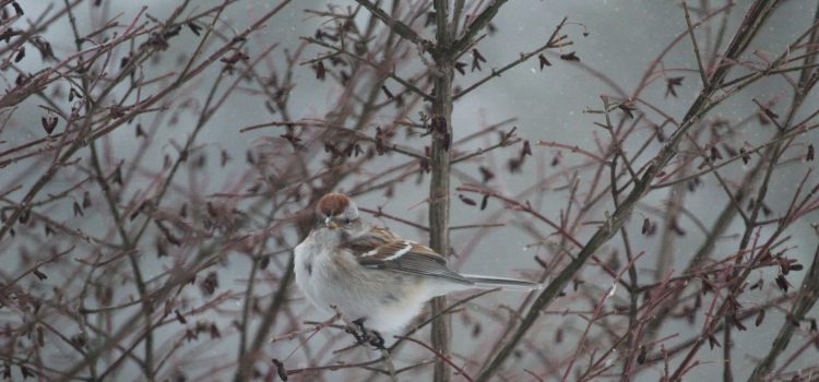 Rosie Crafts American Tree Sparrow Photography