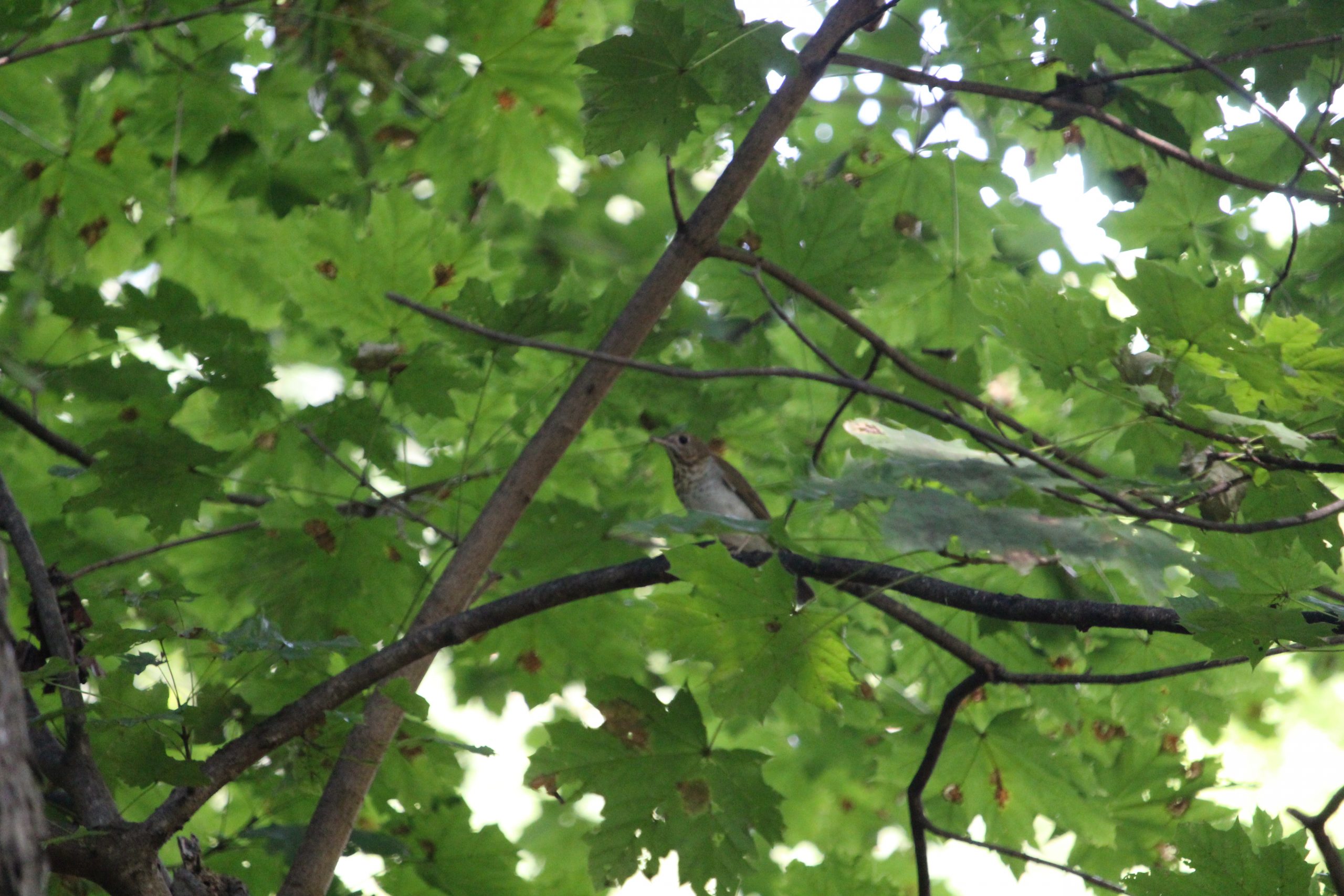 Rosie Crafts Veery Bird Photography