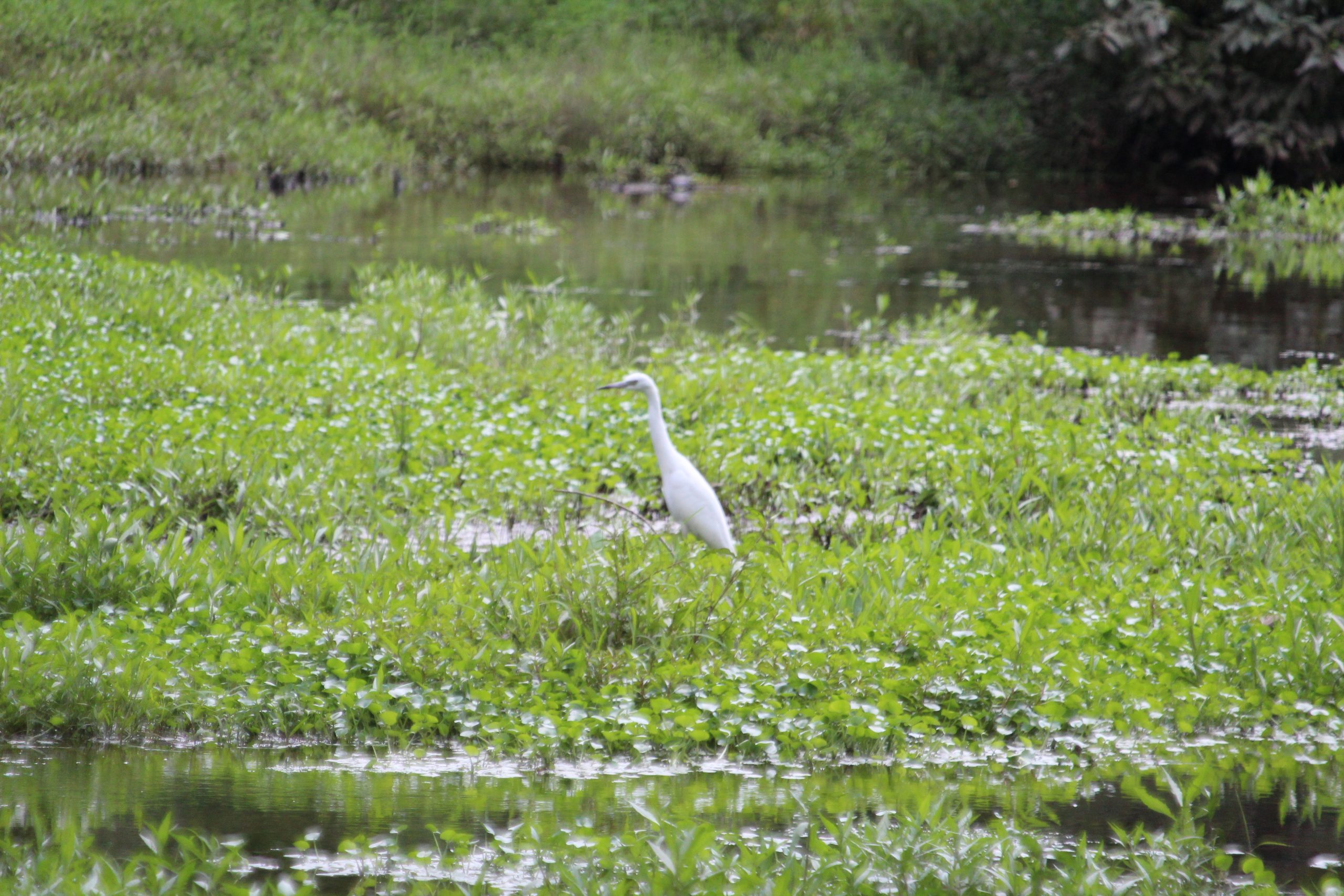 Rosie Crafts Little Blue Heron Bird Photography