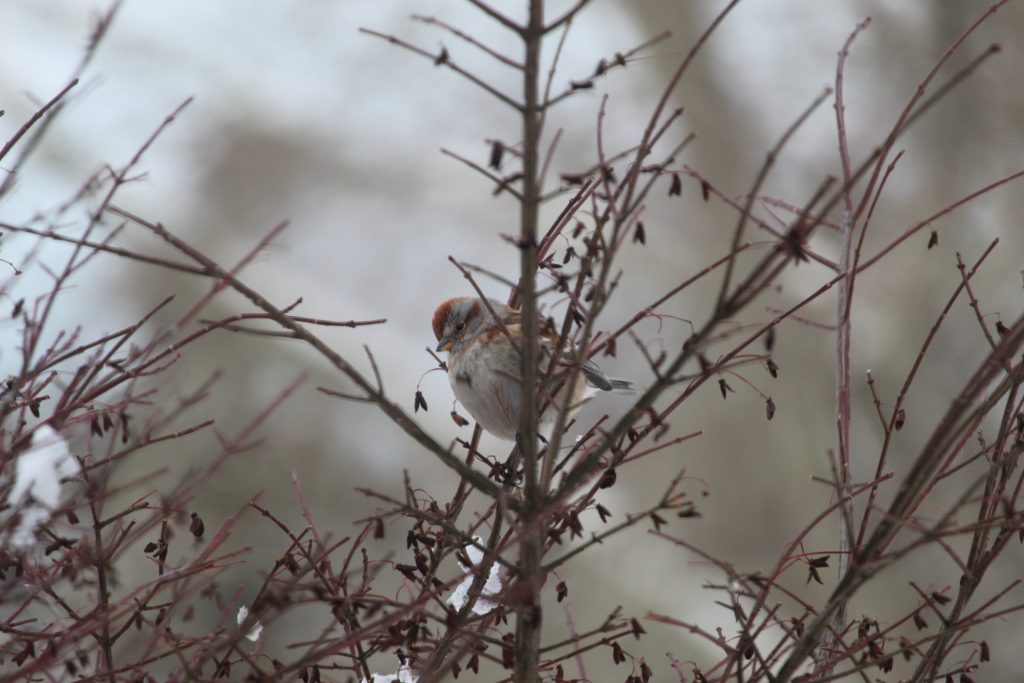 Rosie Crafts American Tree Sparrow Photography