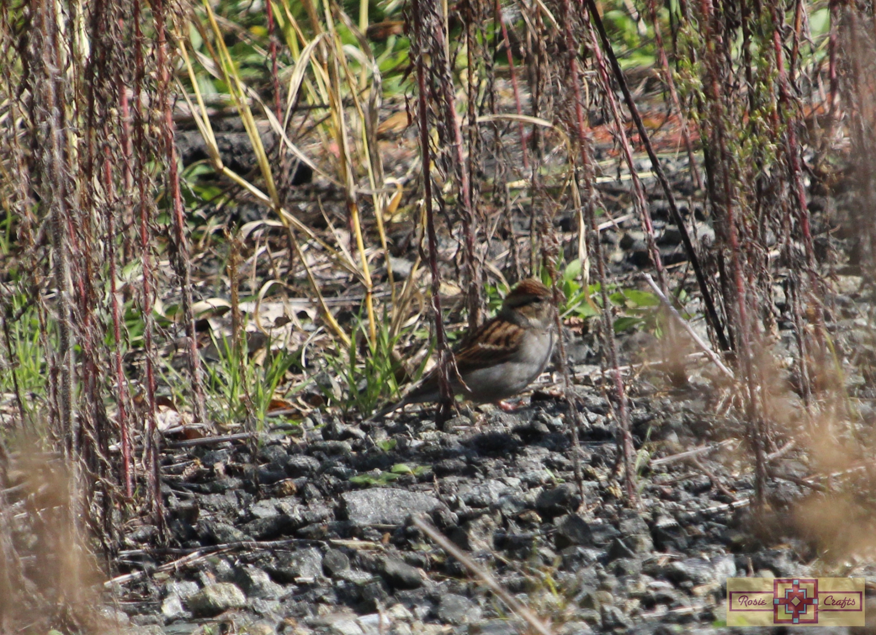 Rosie Crafts Chipping Sparrow Bird Photography
