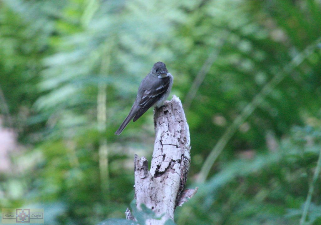 Rosie Crafts Eastern Wood Pewee Bird Photography