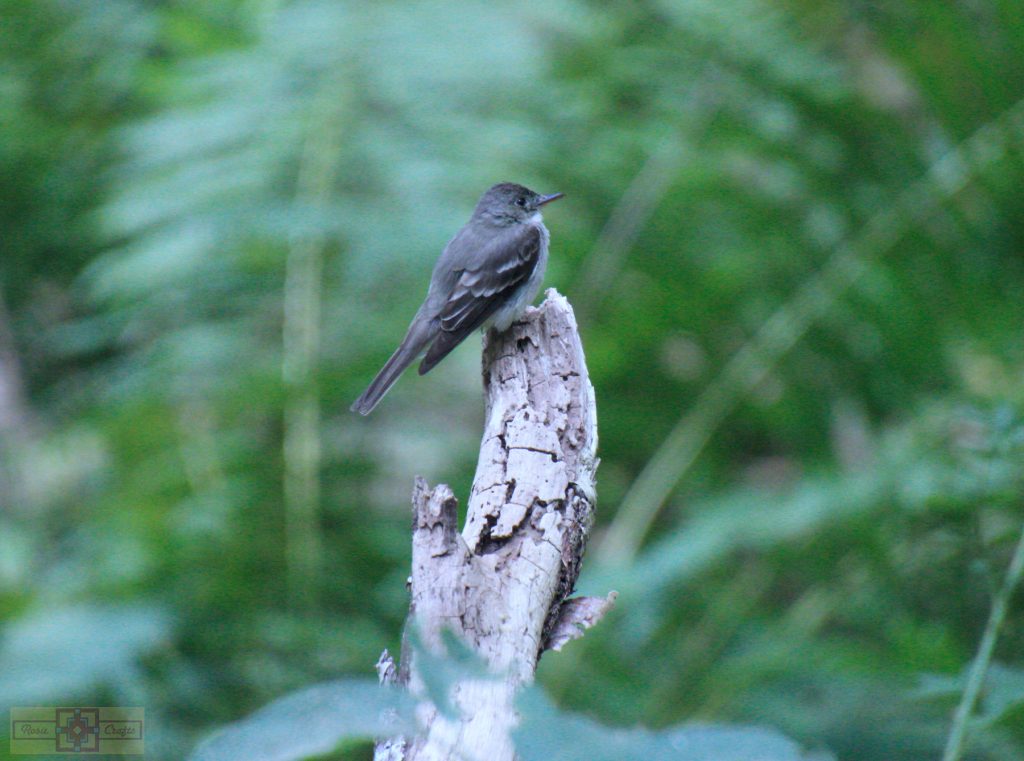 Rosie Crafts Eastern Wood Pewee Bird Photography