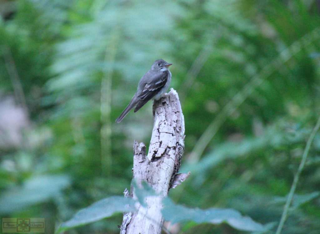 Rosie Crafts Eastern Wood Pewee Bird Photography