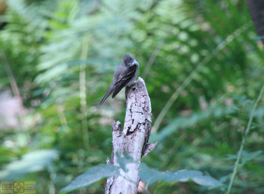 Rosie Crafts Eastern Wood Pewee Bird Photography