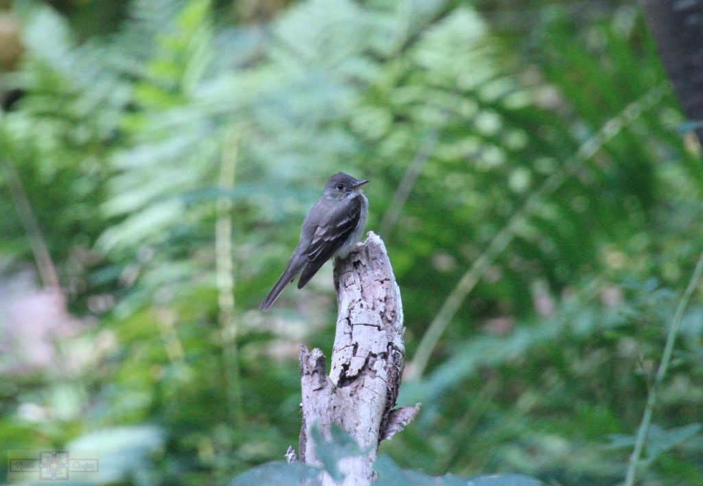 Rosie Crafts Eastern Wood Pewee Bird Photography