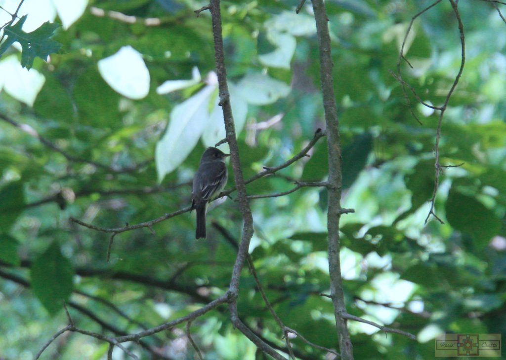Rosie Crafts Eastern Wood Pewee Bird Photography