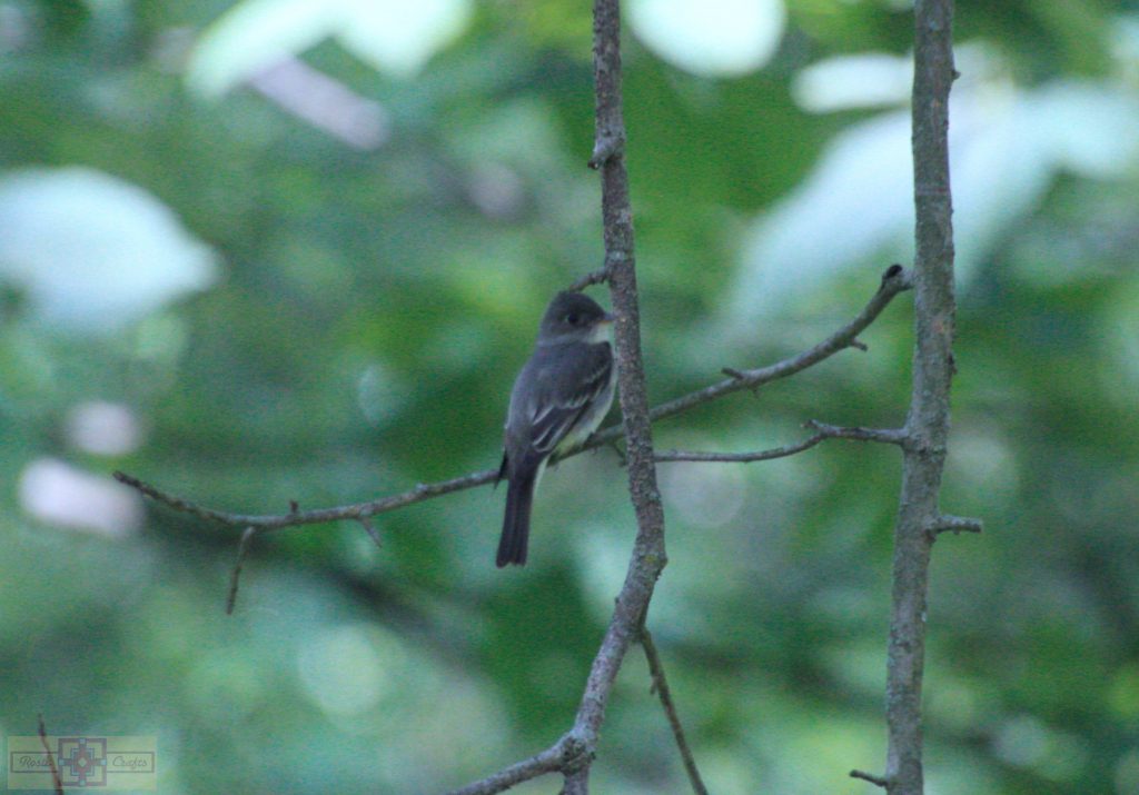 Rosie Crafts Eastern Wood Pewee Bird Photography