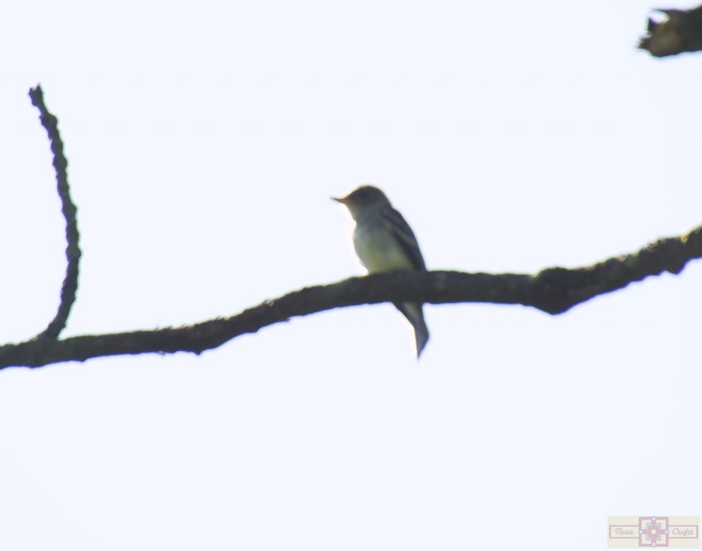 Rosie Crafts Eastern Wood Pewee Bird Photography