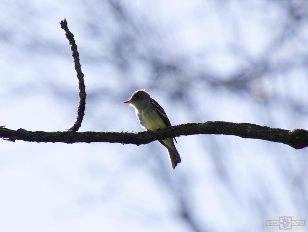 Rosie Crafts Eastern Wood Pewee Bird Photography