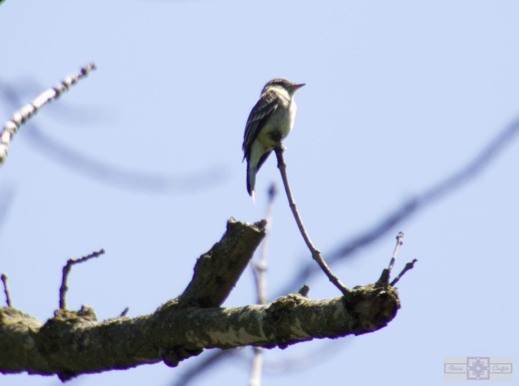 Rosie Crafts Eastern Wood Pewee Bird Photography
