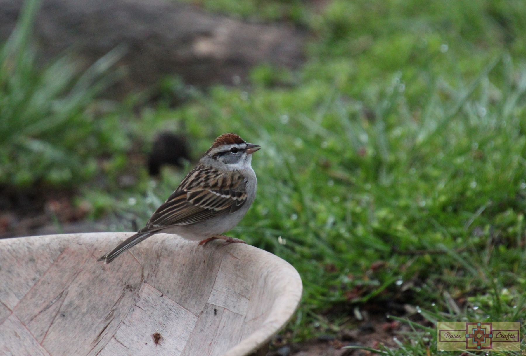 Rosie Crafts Chipping Sparrow Bird Photography