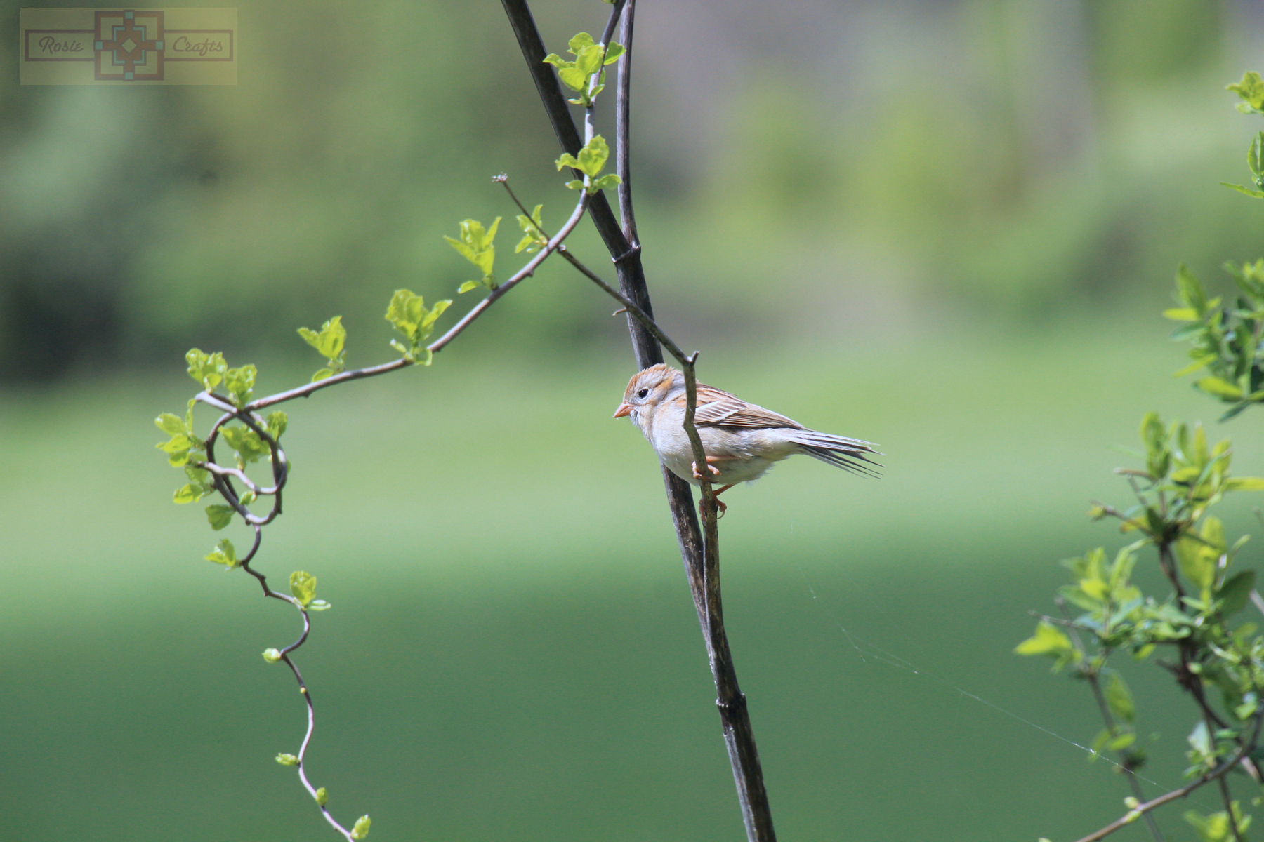 Rosie Crafts Field Sparrow Photography