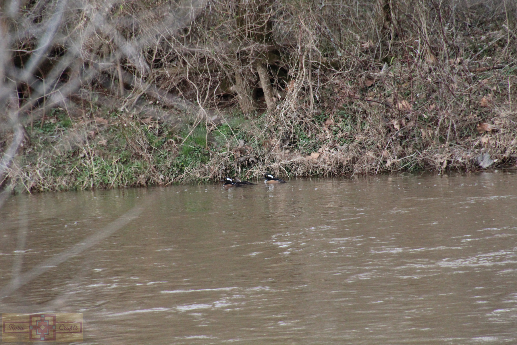 Rosie Crafts Hooded Merganser Photography