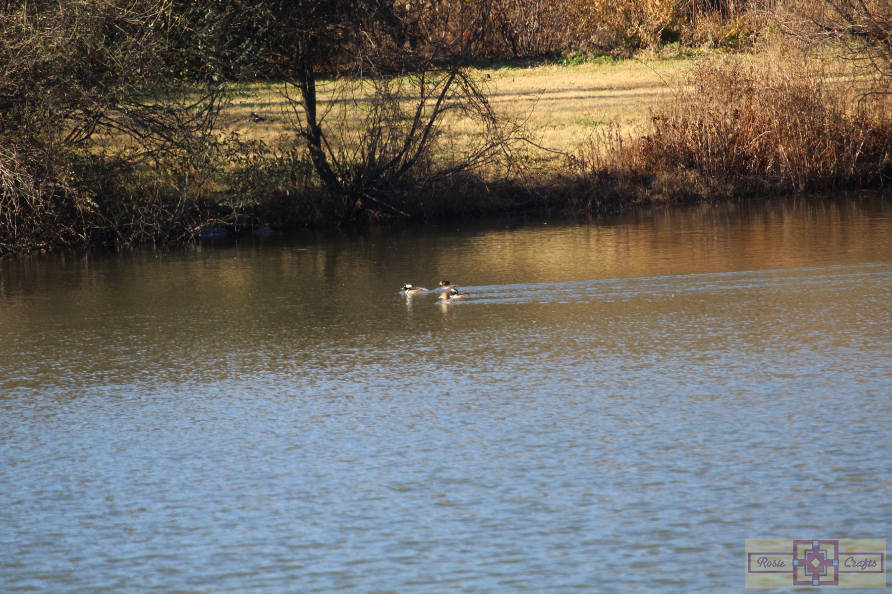 Rosie Crafts Hooded Merganser Photography