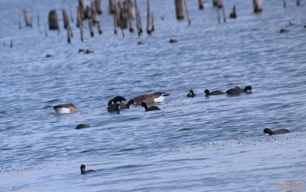 Rosie Crafts American Coot Photography