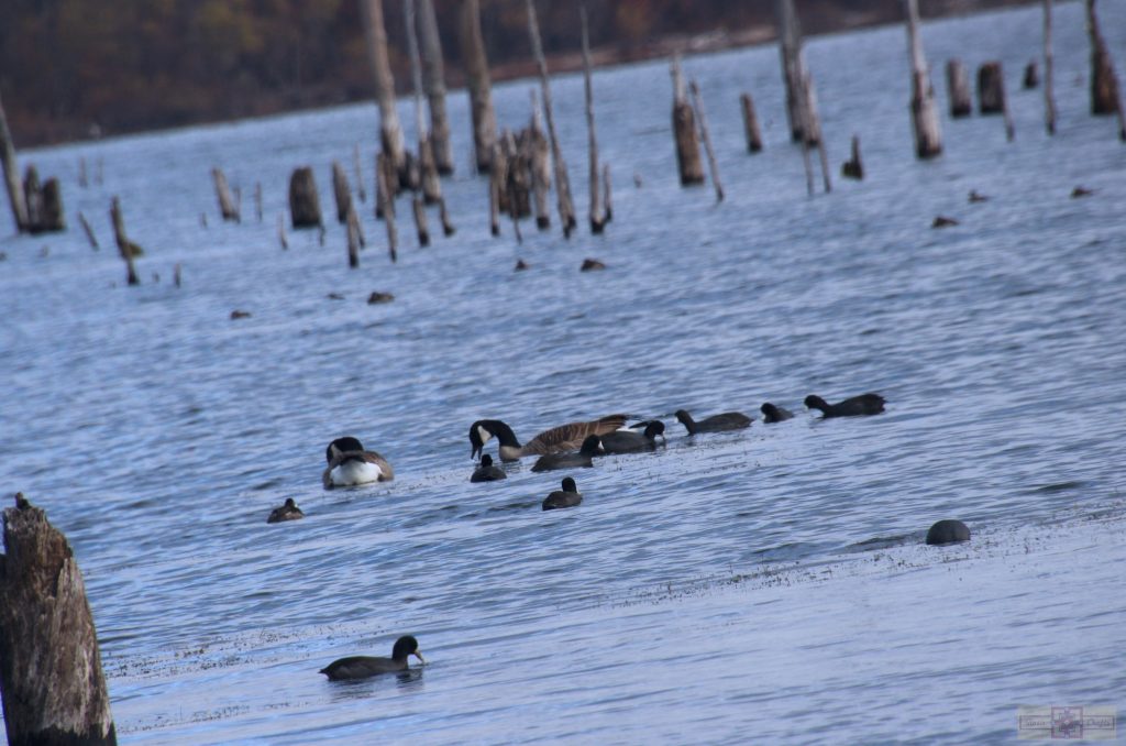 Rosie Crafts American Coot Photography