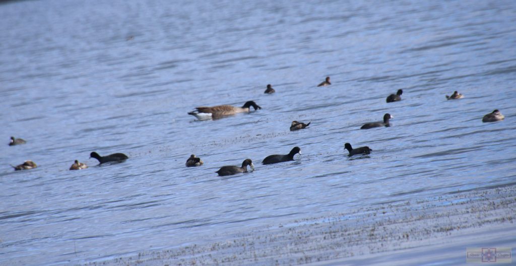 Rosie Crafts American Coot Photography