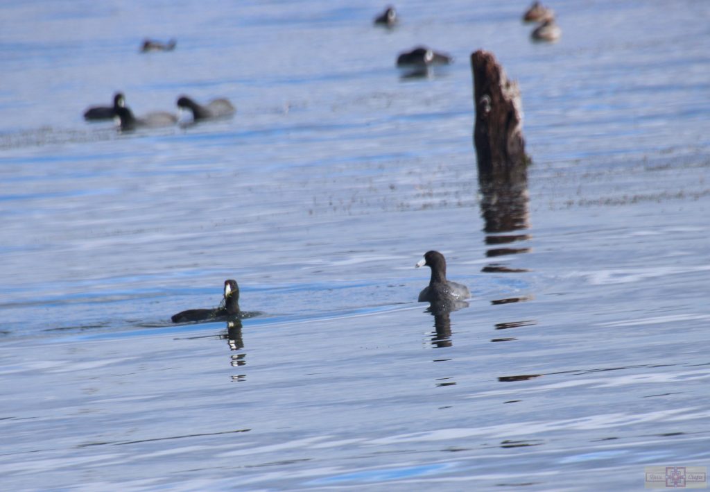 Rosie Crafts American Coot Photography