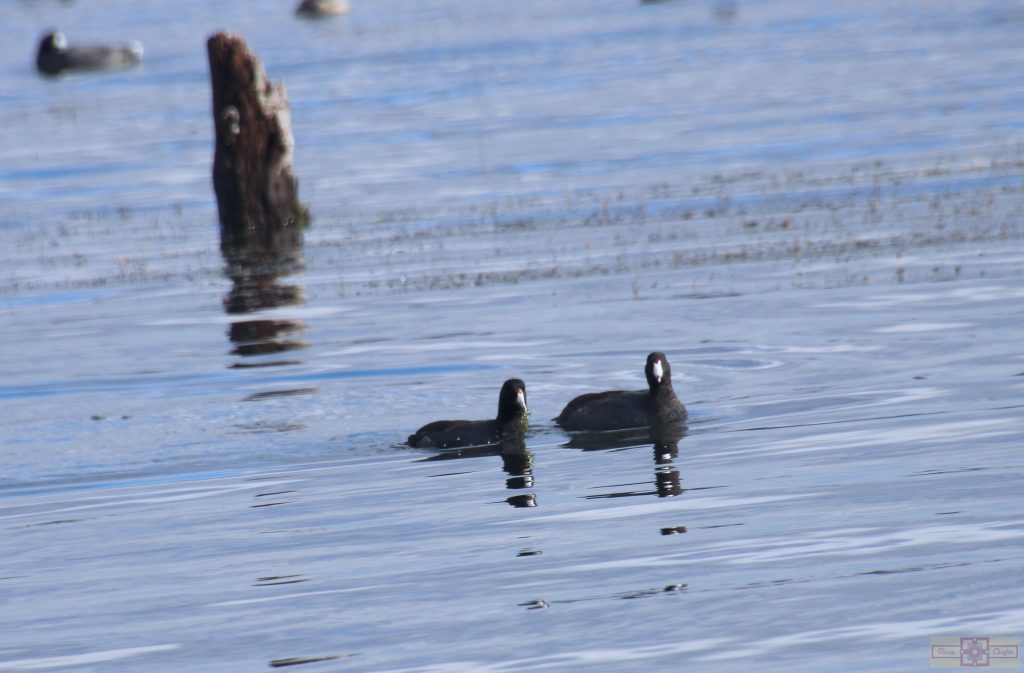 Rosie Crafts American Coot Photography