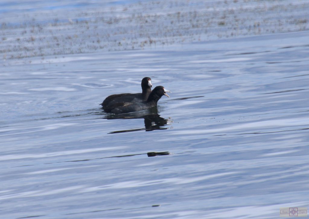 Rosie Crafts American Coot Photography