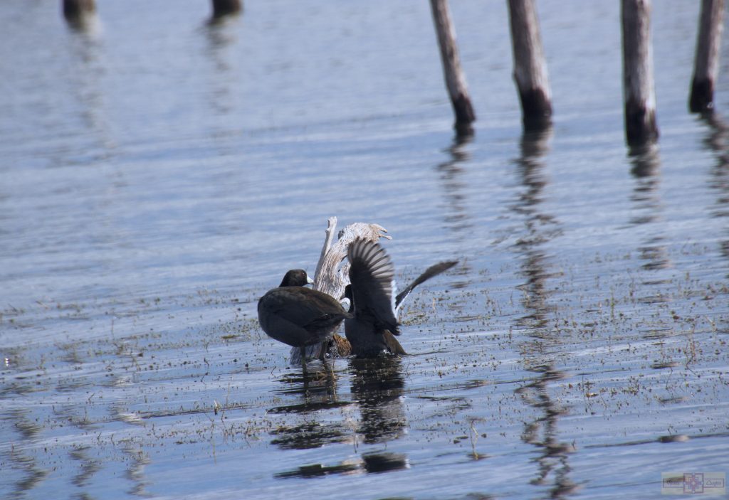 Rosie Crafts American Coot Photography