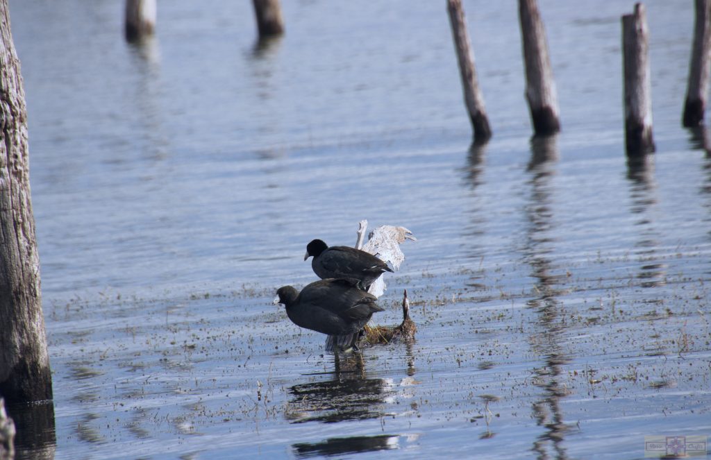 Rosie Crafts American Coot Photography