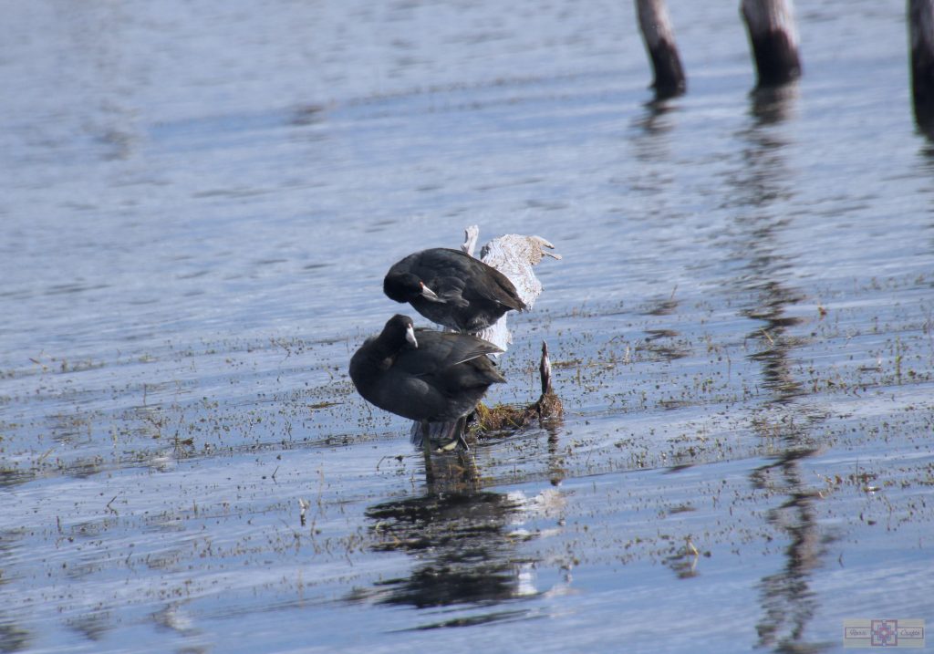 Rosie Crafts American Coot Photography