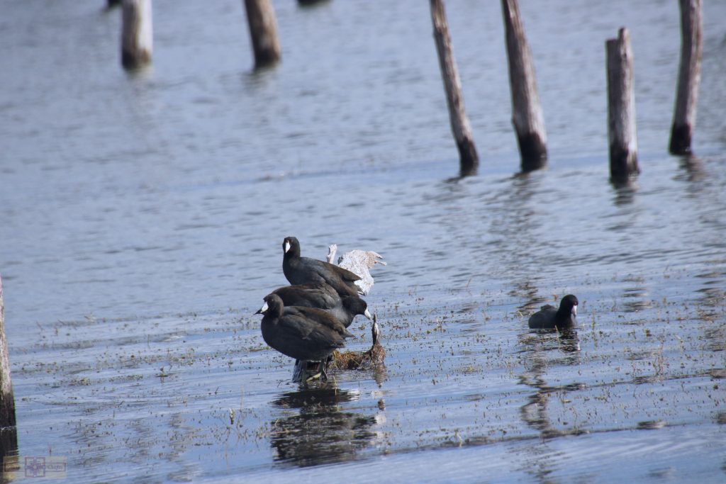 Rosie Crafts American Coot Photography