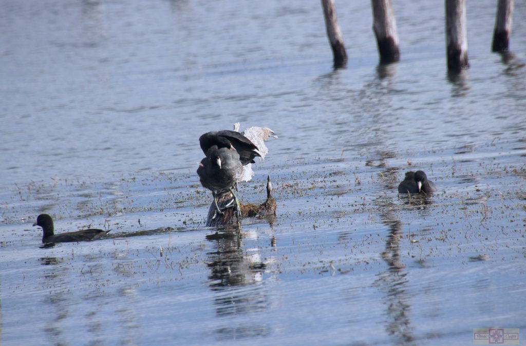 Rosie Crafts American Coot Photography