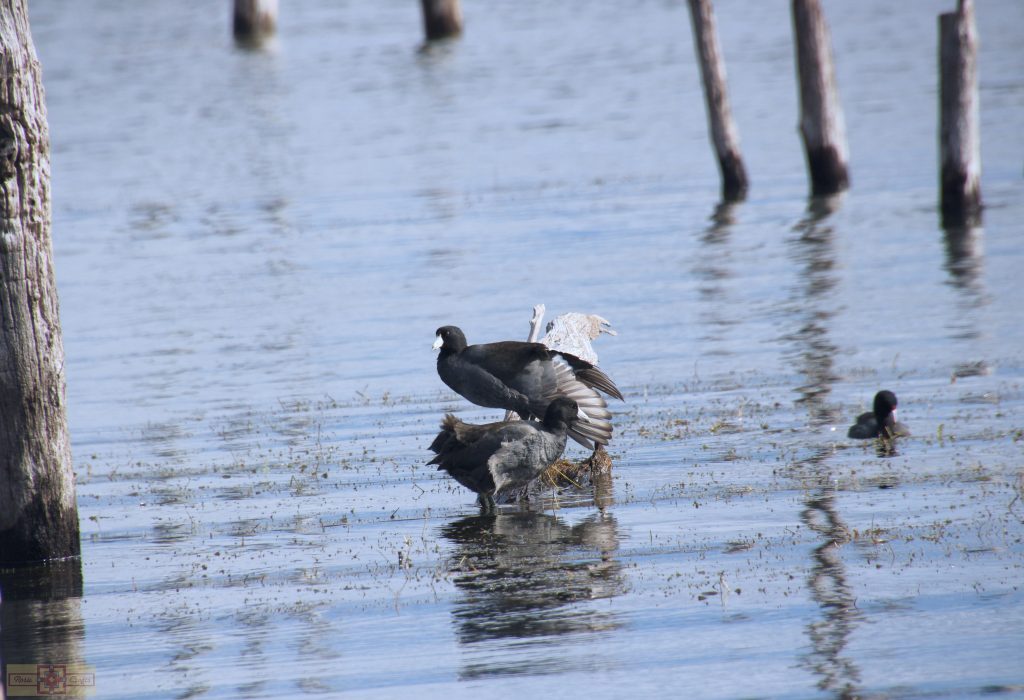 Rosie Crafts American Coot Photography