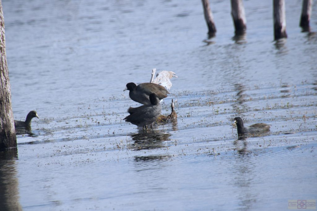Rosie Crafts American Coot Photography